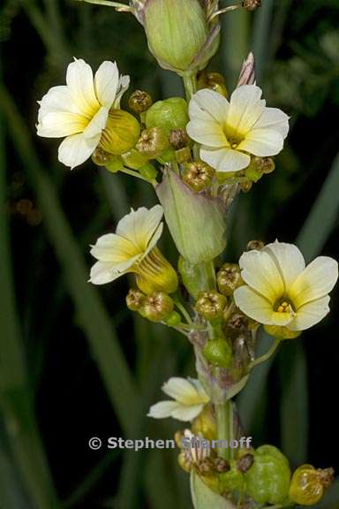 sisyrinchium striatum 3 graphic